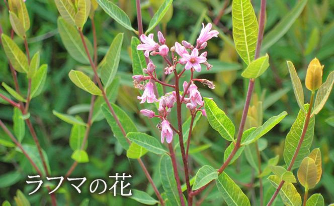 眠りの華 1袋 62粒入 機能性表示食品 睡眠 改善 睡眠の質 向上 良質な睡眠 深い眠り サポート サプリ サプリメント ビタポール