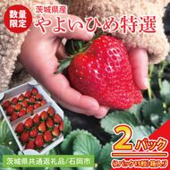 【先行予約】【2026年2月より順次発送】いちご やよいひめ特選2パック【茨城県共通返礼品／石岡市】│ フルーツ 果物 数量限定 茨城県（BK001）