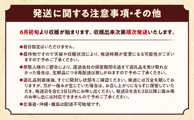 朝採 新鮮 白浜町産 ホワイトコーン とうもろこし 2Lサイズ 10～12本 はたごや農園 304018_ET02