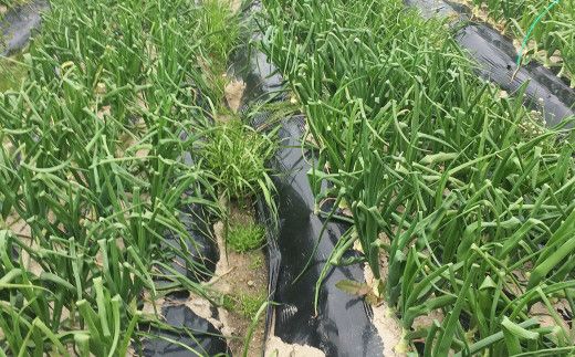 農薬・化学肥料不使用　こだわりの固定種新玉ねぎ【発送時期2026年4月～5月頃】