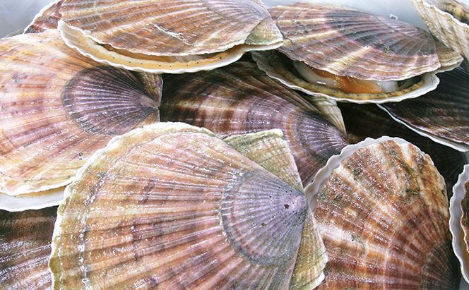 北海道 オホーツク 湧別沖 船上 選別 貝付 ほたて 2kg（12枚前後）ホタテナイフ付 帆立 刺身 海鮮 魚介 国産 殻付き 冷蔵 サロマ湖 魚貝類 砂抜き お刺身 生食