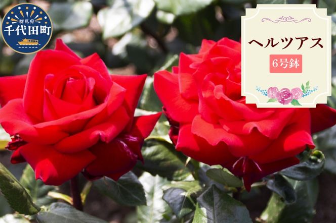 【群馬県千代田】ヘルツアス　【バラ】　鉢植え　６号鉢　鈴木ガーデン