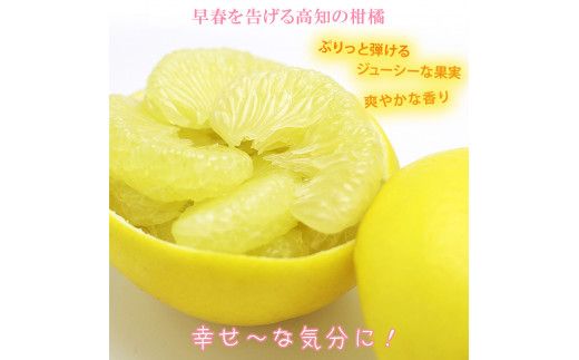 【先行予約】＼果樹園直送／ 贈答品 土佐文旦 約10kg  大玉 4L～3Lサイズ (13～18個入り)〈2027年2月中旬～3月下旬頃発送〉  /【白木果樹園】 [BQAI004]