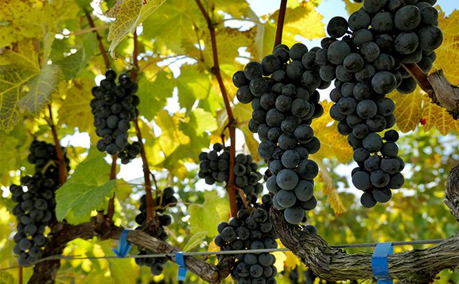 ソラリス ラ・クロワ 赤ワイン お酒 ぶどう酒 晩酌 おうちディナー 飲み物 家飲み 宅飲み スパイス 果実味 タンニン 旨味  