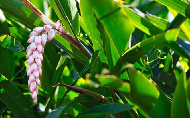 クリームクレイパック（タマヌオイル・沖縄県産クチャ・月桃） 40g タマヌ TAMANU 天然成分 スキンケア 化粧品 クチャ 美容パック 顔 美肌 保湿 化粧 毛穴 ケア 美容 コスメ エッセンス 無添加 国産 沖縄県産 沖縄市