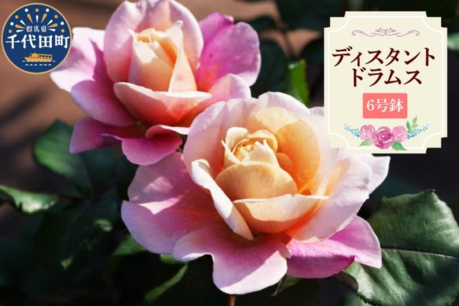 【群馬県千代田】ディスタントドラムス　【バラ】　鉢植え　６号鉢　鈴木ガーデン