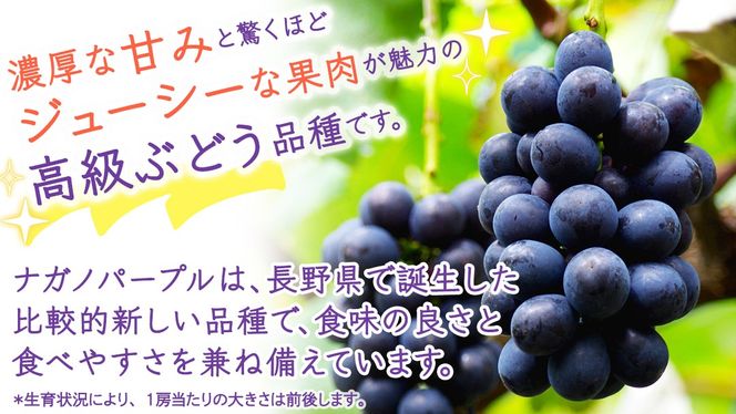 ＼選べる内容量・定期便／ ナガノパープル 約1.3kg ～ 5kg （約2房～12房）　単品（1回）・定期便（3か月連続）【2026年8月より発送開始】（茨城県共通返礼品 [ぶどう]：結城市産） ぶどう ブドウ 葡萄 ナガノパープル 種なし 皮ごと 高級 国産 黒ぶどう 旬 お取り寄せ フルーツ 希少品種 デザート