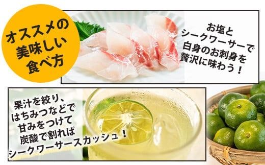 【先行予約】≪2026年8月以降順次発送≫ こだわりの青切りシークワーサー 1.3kg 約40～60個 【 産地直送 沖縄 石垣島 石垣 八重山 シークワーサー 柑橘 フルーツ くだもの 果物 】TF-041