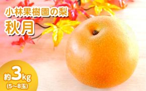 【先行予約】小林果樹園の梨 秋月 5～8玉 約3kg｜あきづき 朝どり みずみずしい 梨 なし ナシ フルーツ 果物 常総市　※2026年9月～発送