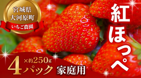 大河原町のいちご 完熟いちご 4パック 果物 フルーツ 苺 紅ほっぺ かおり みずみずしい ジューシー 期間限定 季節限定 家庭用