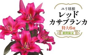 【期間限定】ユリ球根 特大球レッドカサブランカ 6球 赤花品種 花 フラワー 園芸 ガーデニング 植物 高品質 送料無料