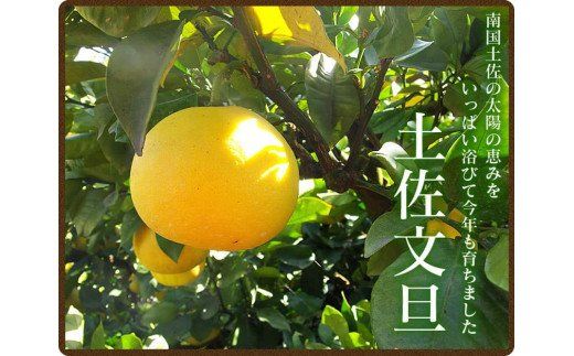 【CF-R7hbk】【先行予約】“高知県産”ワケあり土佐文旦（※シミ・キズあり）5kg・サイズおまかせ