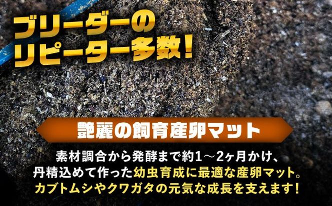 カブトムシ クワガタ 幼虫飼育産卵マット 愛西市 / 艶麗[AEDD005]