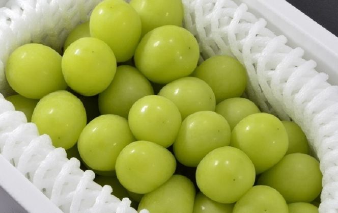 y錧푍sz錧푍sY VC}XJbg 3kgbԂǂ uhE  ʕ t[c 蕨 2026N8{`9{ɏ\