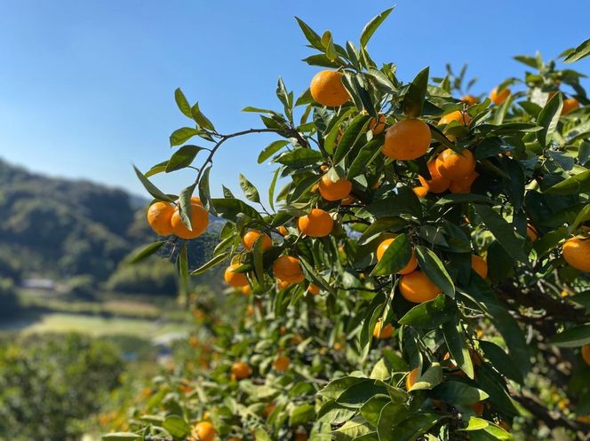 先行予約 和歌山県 完熟 有田みかん 3kg ひとくちみかん 小粒  BA52