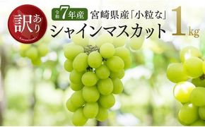 【令和７年産】【訳あり】宮崎県産　小粒なシャインマスカット1kg 【 ぶどう 果物 葡萄 フルーツ ブドウ デザート 川南町産 数量限定 期間限定 】 [C03401]