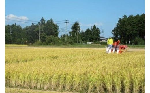 【12回定期便】 精米 令和7年産 宮城県産ひとめぼれ 計60kg (5kg×12回) [菅原商店 宮城県 加美町 ]  |sg-hb05-t12-r7
