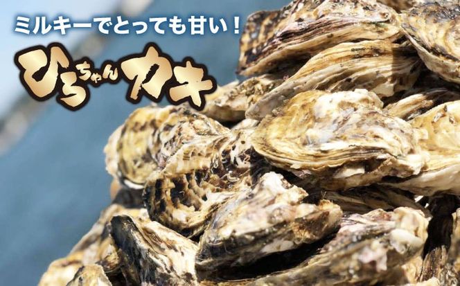 加熱用 殻付き牡蠣 3kg 真牡蠣 活牡蠣 ひろちゃんカキ / 糸島市[AJA003]