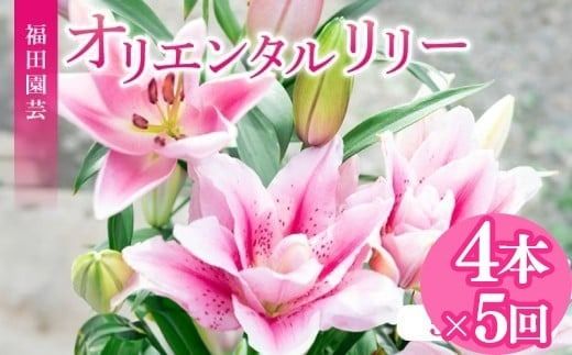 定期便5回 ユリ オリエンタルリリー 4本 花 切り花 プレゼント 贈り物 ギフト 誕生日 記念日 つぼみ 大輪 ピンク 白 香り 優雅 華麗 ブーケ フラワーアレンジメント 観賞用 インテリア 季節の花 高級感 花束 生花 福田園芸 オリエンタルハイブリッド 安芸市 高知県