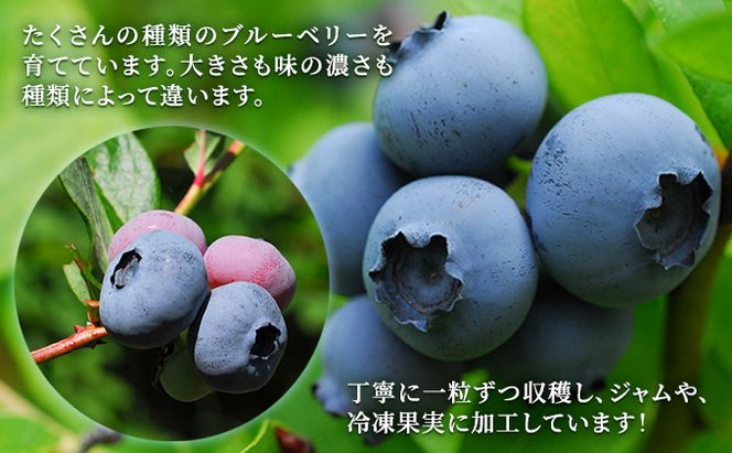 自家農園産・冷凍ブルーベリー1kg（500g×2袋） 北海道 南富良野町 ブルーベリー 果実 冷凍 大容量 冷凍ブルーベリー 果物 フルーツ セット 詰め合わせ 