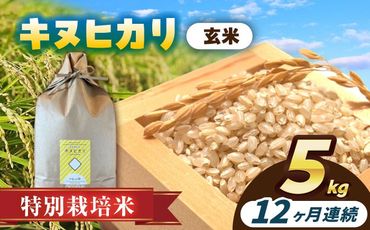 【12回定期便】特別栽培米　キヌヒカリ　玄米　5kg　お米　ご飯　愛西市／株式会社戸倉トラクター[AECS051]