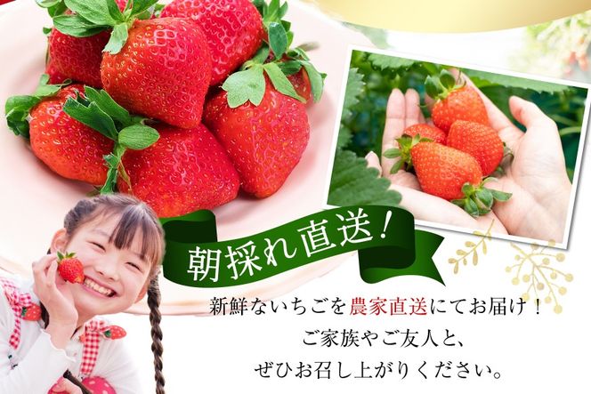 先行受付 【 博多あまおう 】 いちご 約270g×2p / エイチアンドフューチャーズ / 福岡県 筑紫野市 [21760471] 果物 フルーツ いちご イチゴ 苺 朝採り 新鮮