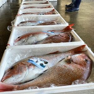 【ふるさと納税】瞬凍結 天然真鯛 切身 約1kg 14切れ前後 マダイ 真鯛 鯛 桜鯛 タイ 魚 冷凍 お取り寄せ 高鮮度 3D凍結 兵庫県 新温泉町 送料無料