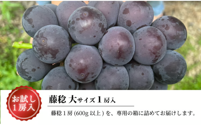 【2026年先行予約】大粒ぶどうの藤稔 お試し１房入 / 房600g以上 (岡山県産) / ふじみのり 藤みのり ぶどう ブドウ 葡萄 先行予約 フルーツ 果物 真庭市 フルーツ王国 きよとう果樹園【KF-B088-03】