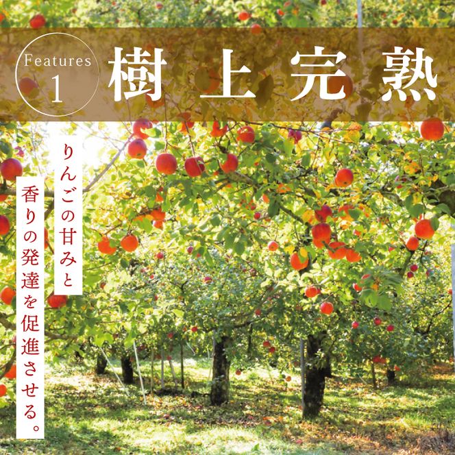 【数量限定】【三村観光りんご園】【10月より順次発送予定】樹上完熟！奥久慈りんご＆贅沢ジュース（品種おまかせ約2kg＆720ml×1本）｜茨城県 大子町 林檎 旬 果物 フルーツ 果実 果汁 飲料 セット 詰合せ ギフト 贈答(BX008)