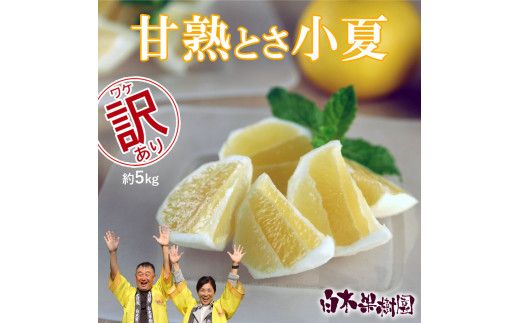 【先行予約】甘熟とさ小夏 約5kg 2S～2L〈2027年4月上旬～2027年5月中旬頃発送〉  / こなつ コナツ 果物 フルーツ 柑橘 かんきつ 宿毛小夏 すくも小夏 日向夏 ニューサマーオレンジ 爽やか 甘酸っぱい 果汁【白木果樹園】 [BQAI032]