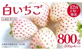 【 お歳暮 熨斗付き 】 白いちご 200g（8～12粒）×4パック (茨城県共通返礼品：大子町) いちご 苺 果物 フルーツ 果実 贈答用 ギフト 贈り物