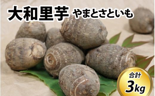 【先行予約】さといも 大和里芋（やまと）3kg【2026年11月中旬より順次発送予定】| 野菜 芋 イモ 根菜 いも 煮物 旬 味覚 秋