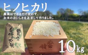 【令和７年度産先行予約】ヒノヒカリ 10kg ※11月以降順次発送予定　精米済み 新米 ひのひかりお米 精米 １０キロ 米 ライス こめ おこめ １０kg