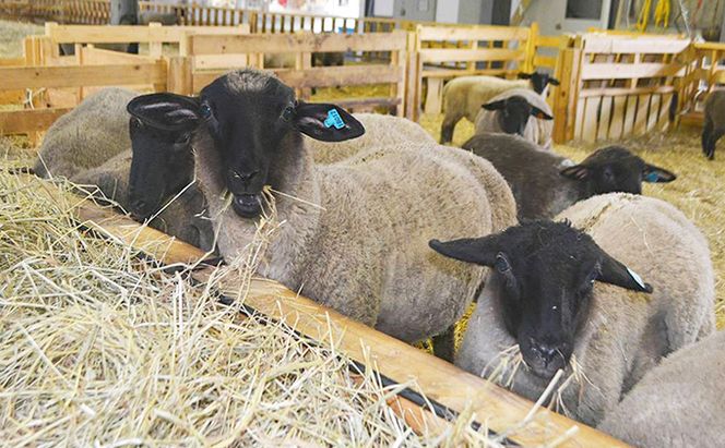 松尾めん羊牧場産　ラムムートン フリース1匹物