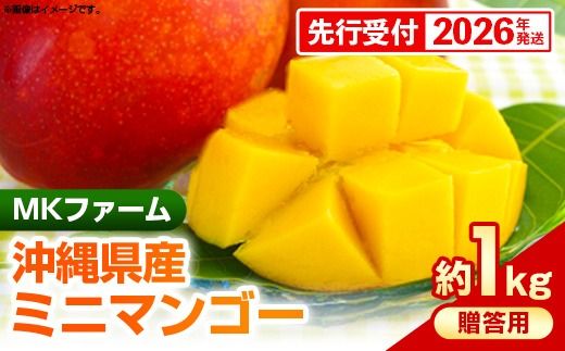 【先行受付】【2026年発送】MKファームの贈答用ミニマンゴー約1kg【贈答用】- 贈答用 ギフト 先行予約 沖縄県産 産地直送 南国フルーツ 旬の味覚 ミニマンゴー オススメ 沖縄県 八重瀬町