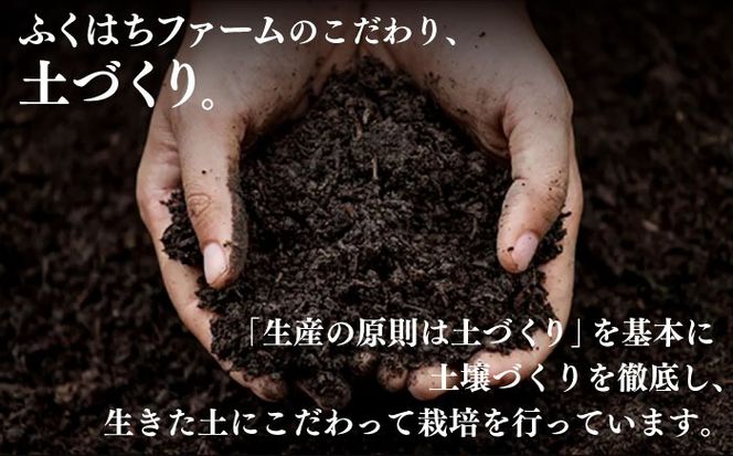 【2026年6月〜発送】【2回定期便】南島原の桃を食べ比べ 化粧箱入り 計2kg 日川白鳳 夢富士 あかつき なつっこ / 桃 もも ハウス桃 フルーツ 果物 / 南島原市 / ふくはちファーム[SBS001]