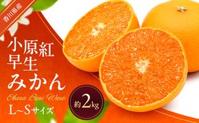 小原紅早生みかん 約2kg 早生 蜜柑 みかん ミカン 柑橘 フルーツ 果物 くだもの 果実 旬の果物 旬のフルーツ 香川 香川県 東かがわ市