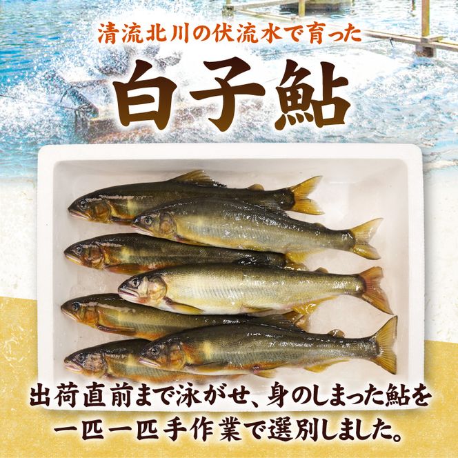 【先行予約】2026年10月下旬より発送開始【冷蔵】白子鮎約1.5kg N070-YA865-1
