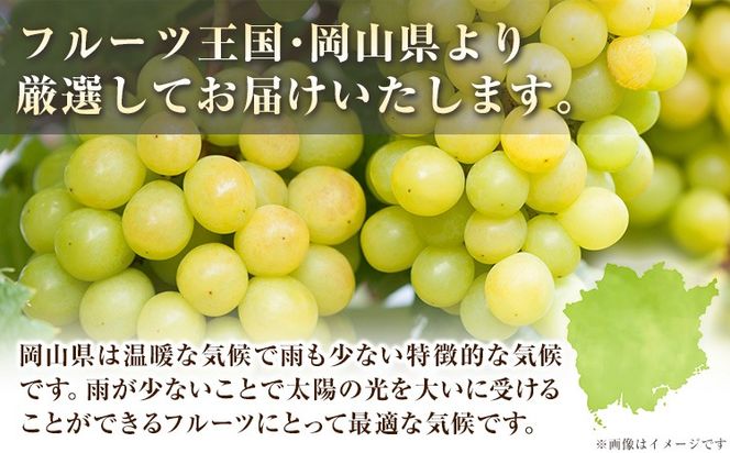 【10月発送】シャインマスカット 約1.3kg(2-3房)《2026年10月上旬-10月末頃出荷》岡山県 笠岡市 シャインマスカット 厳選 ぶどう ブドウ 葡萄 マスカット 果物 フルーツ ギフト---kasaoka_zsy_418_1300-10m---