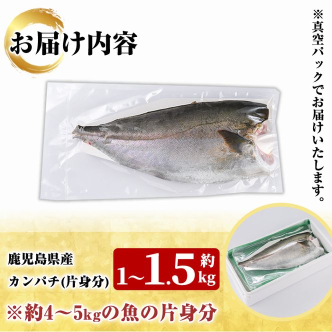 鮮度抜群！鹿児島県産カンパチ(片身分・1～1.5kg) 国産 刺身 鹿児島産 魚貝 魚介 海産物 刺身 かんぱち カンパチ 焼き魚 煮つけ【さるがく水産】akn028-28