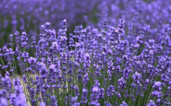 【年内発送】しっとり Cleansing gel[AHJ004]