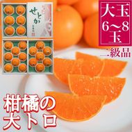 ちょっと 傷あり 柑橘の大トロ ハウス せとか 大玉 6 ～ 8玉入 化粧箱 南泰園 BS130