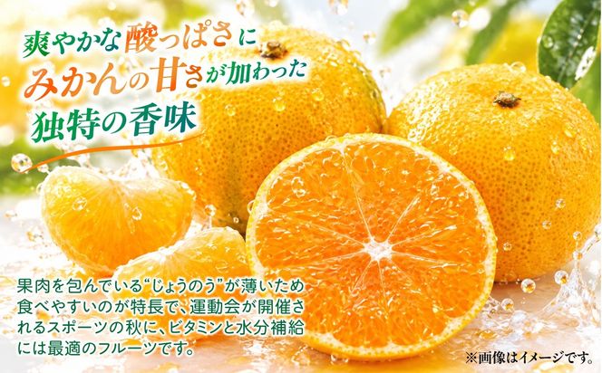 【先行予約】【数量限定】田縁農園の早生みかん（生果）5kg （2026年11月10日より順次発送）IKTA001