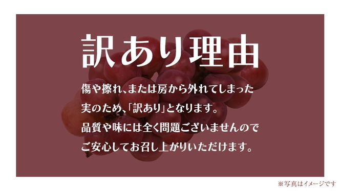 【 訳あり 】 ゴルビー 3kg 【2026年8月中旬発送開始】(茨城県共通返礼品：大子町) ぶどう 葡萄 ブドウ 果物 フルーツ 果実 ワケあり ご自宅用 ご家庭用 自分用