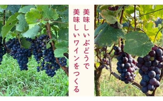 歩wine wild flower2025 ( 750ml ) 日本ワイン 牛久市 ブドウ 自然派ワイン 無濾過 ファーストヴィンテージ マスカット・ベーリーA ビジュノワール メルロー バルベーラ ワイン 酒 赤ワイン わいん