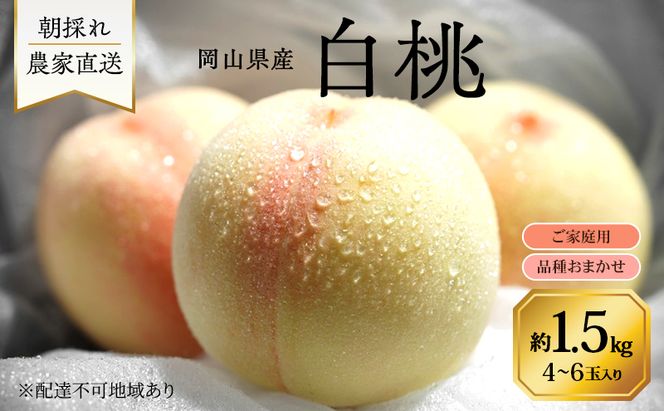 桃 2026年 先行予約 岡山県産 白桃 品種おまかせ ご家庭用 1.5kg(4～6玉) 朝採れ 農家直送 限定60箱