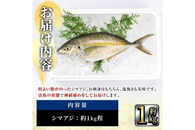 鮮魚 シマアジ (1本・約1kg) 鯵 アジ あじ しまあじ 神経締め 鮮魚 シマアジ (1本・約1kg) 鯵 アジ あじ しまあじ 神経締め