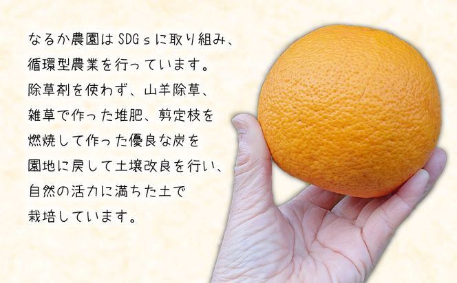 淡路島なるとオレンジ 4kg 【発送時期2026年3月～4月頃】