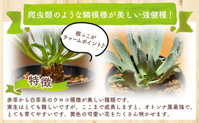 塊根植物 レピドカウリス オトンナ -植物 鱗模様 強健種 オトンナ属 育てやすい インテリア ナチュラル 自然 グリーン 観葉植物 おしゃれ 癒し かわいい 多肉植物 サキュレントフィールド Succulent field 高知県 香南市 常温 cc-0005