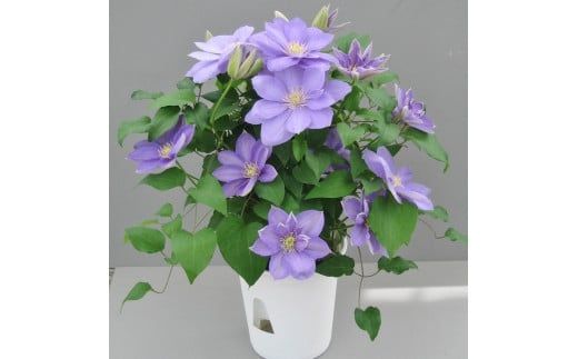【先行予約】【長谷川園芸】品種おまかせブルー系クレマチス5寸【母の日 ギフト プレゼント 贈答 花のある生活】(AT210)
